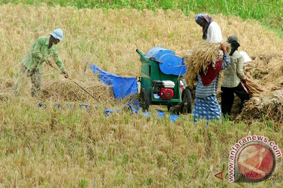 Aceh Tamiang tingkatkan produksi padi