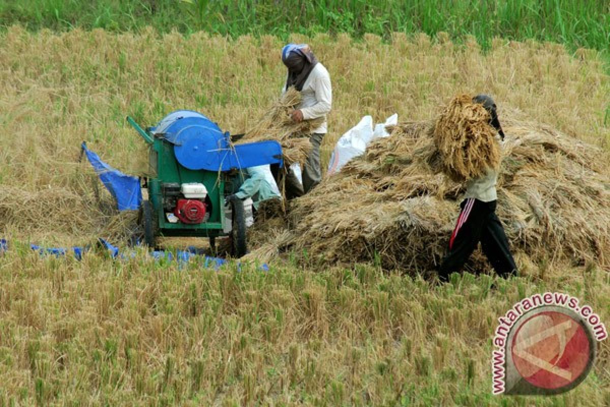 Ratusan hektare lahan padi Sumut puso