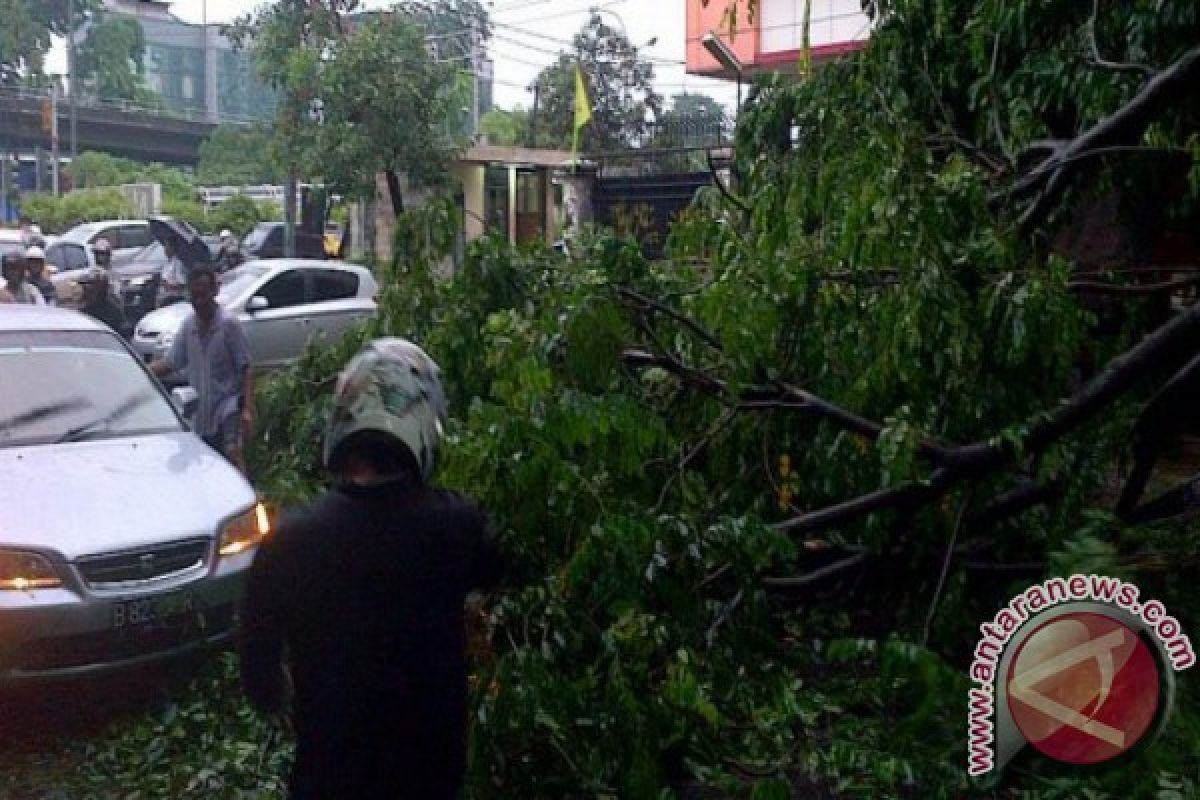 Pohon Tumbang Macetkan Pengguna Jalan Bandaaceh-Melaboh