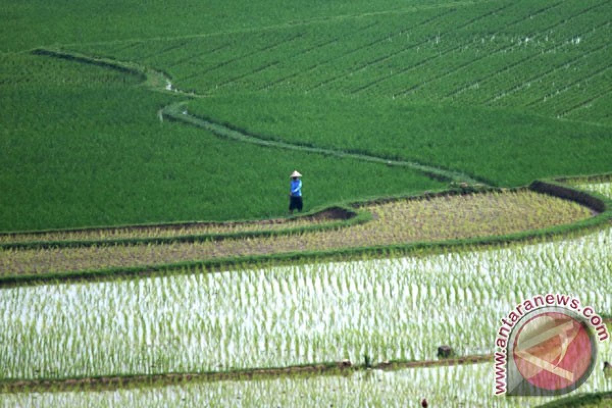 Petani Parigi terancam gagal panen akibat hama penggerek batang