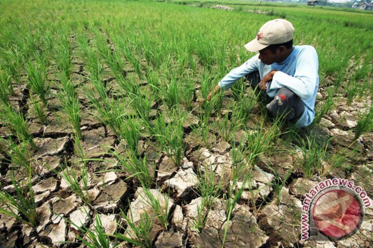 Petani perbatasan Indonesia-Timor Leste gagal panen