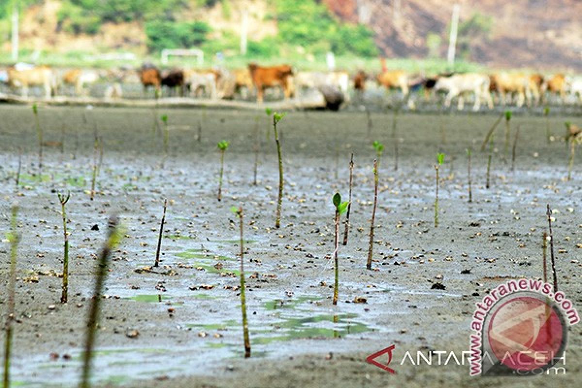 Ternak Rusak Tanaman Manggrove