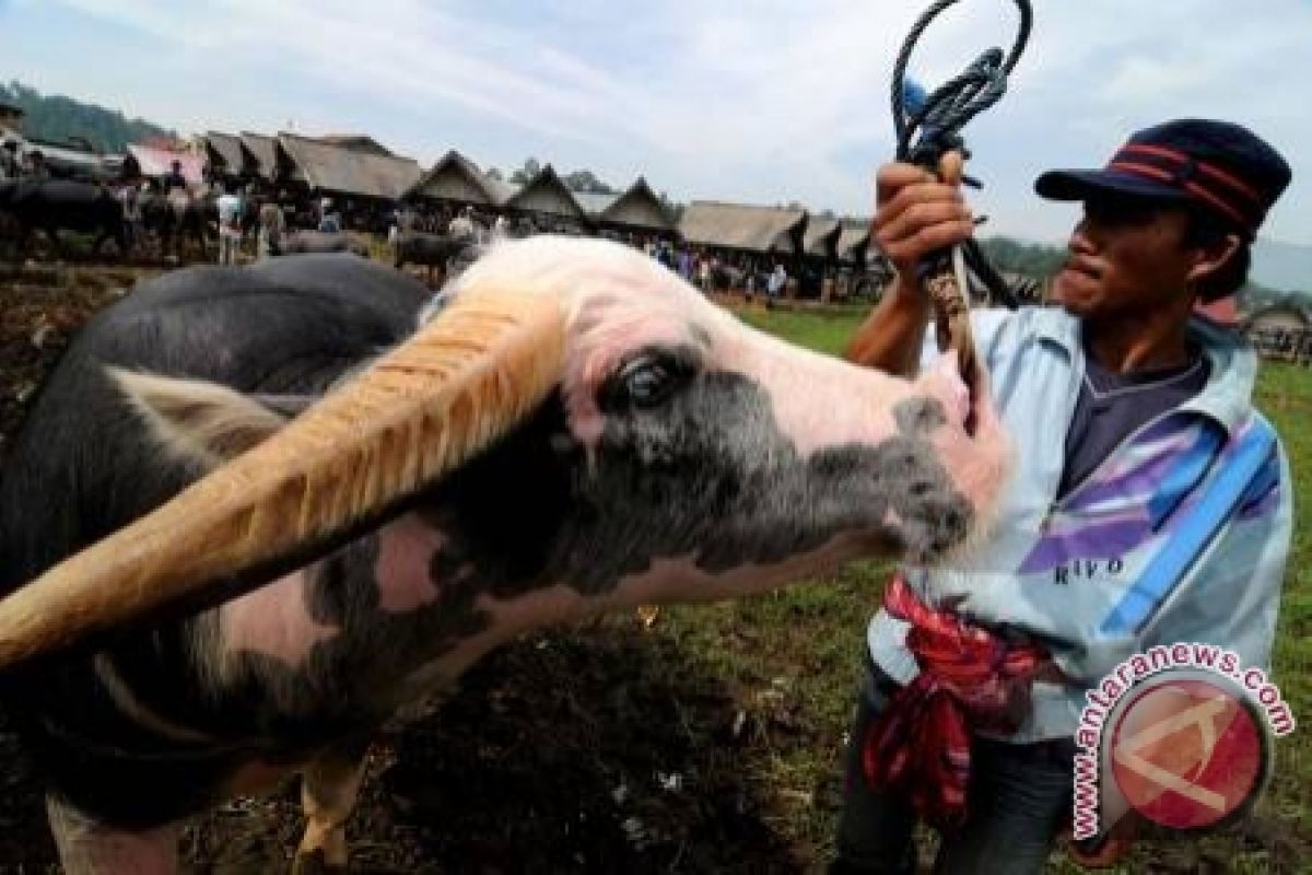 Hulu Sungai Uara hidupkan wisata lomba kerbau rawa