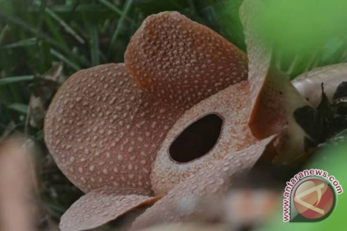 Dua Rafflesia Bengkuluensis Mekar Di Hutan Kaur