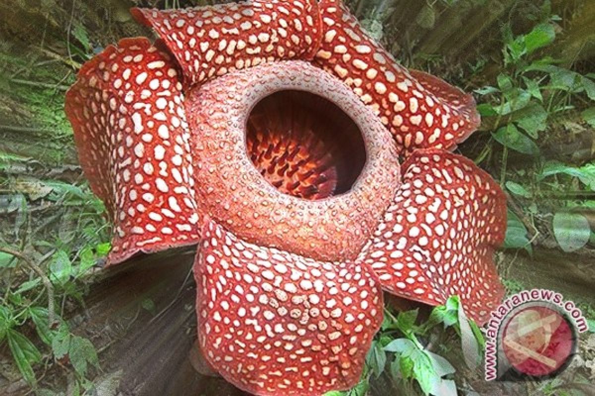 Raflesia Bengkuluensis Ditemukan Mekar di Hutan