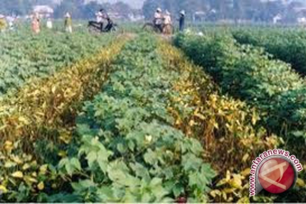 Kotabaru to produce 4,140 tons soybeans