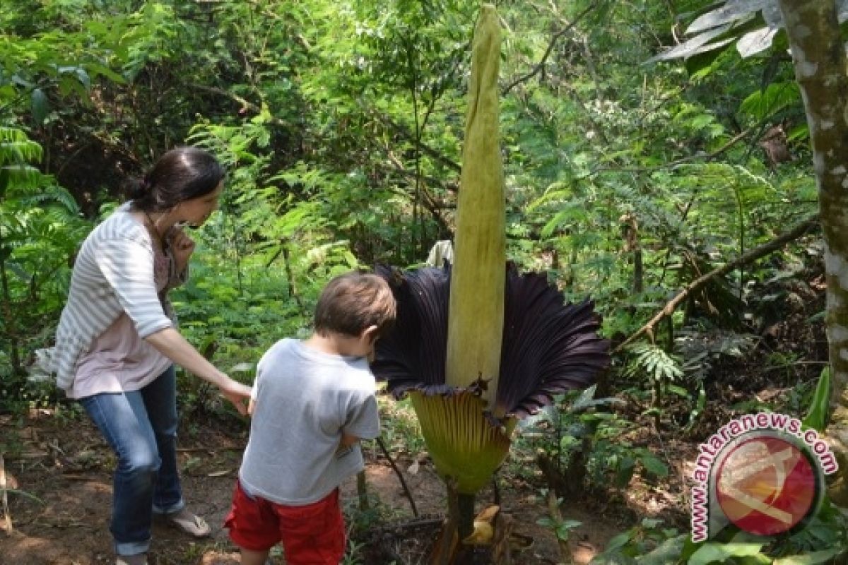 Wisman kagumi bunga Amorphopalus titanum