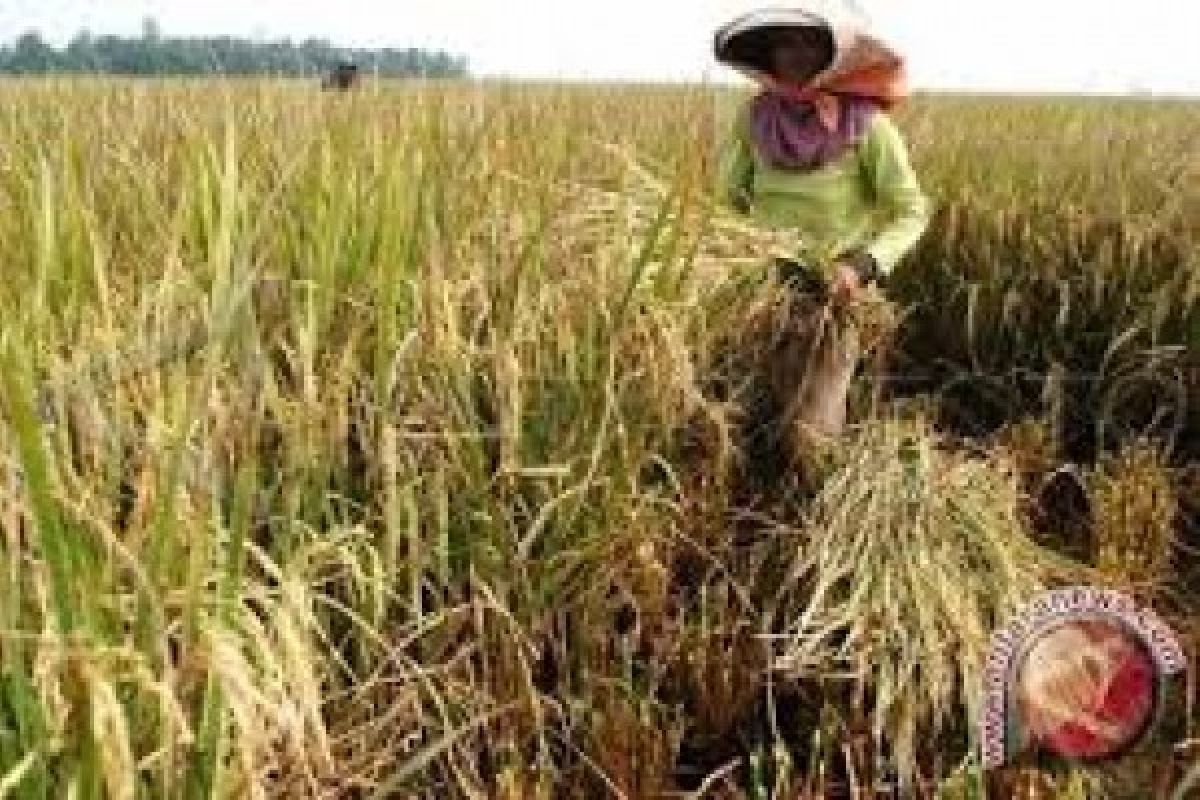 Sumbar Targetkan Sawah Baru Seluas 600 Hektare