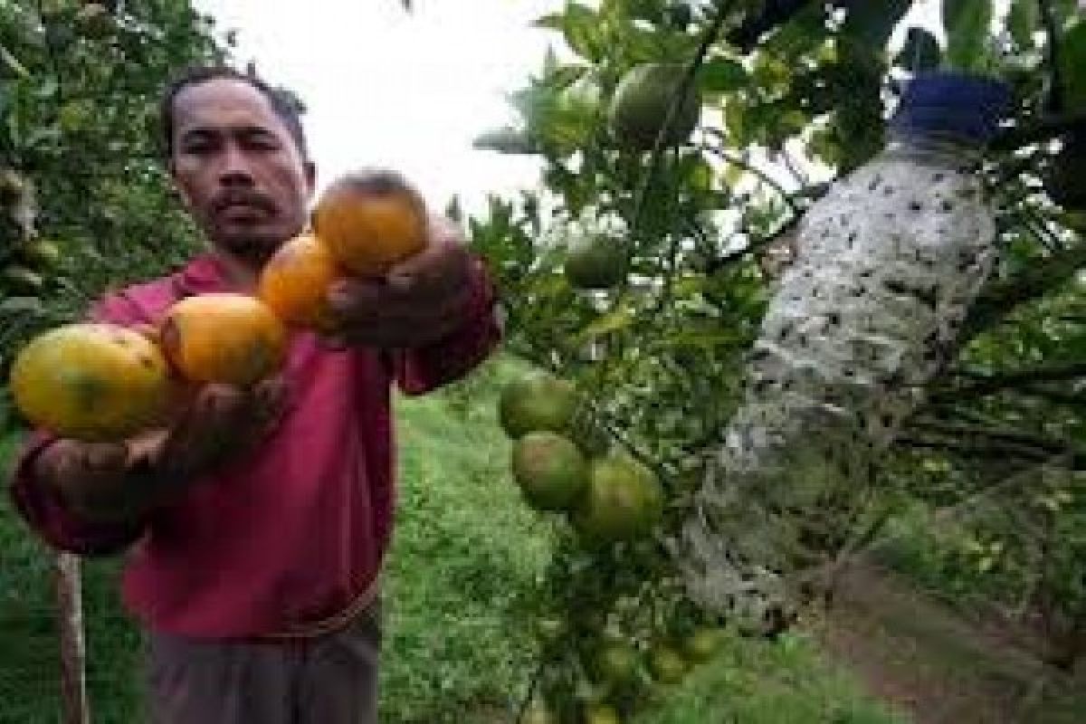 South Pesisir To Improve Citrus Quality