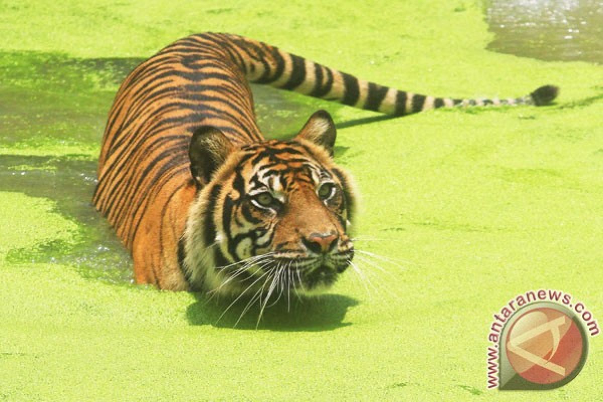 Harimau Bonita sudah masuk hutan