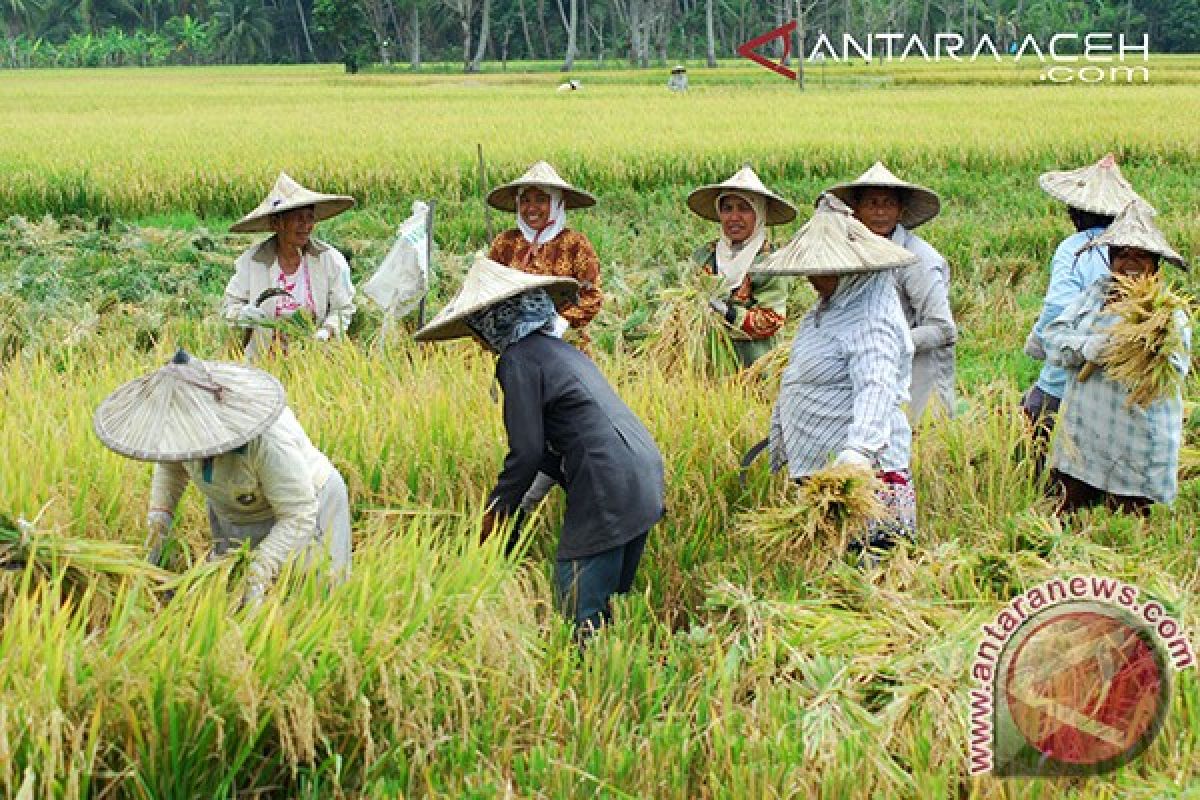 Aceh surplus 1,3 juta ton gabah