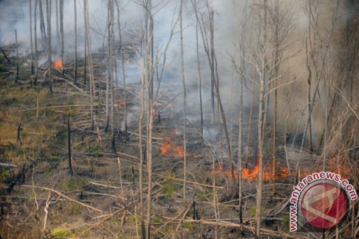 Police hunting down four suspects in Riau`s land fires