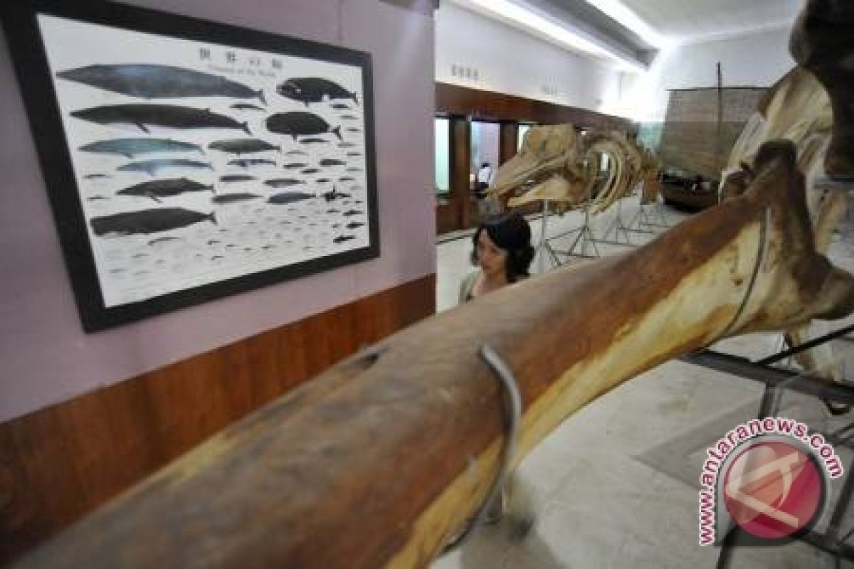 Museum Siwalima Ambon gelar lomba pemandu museum