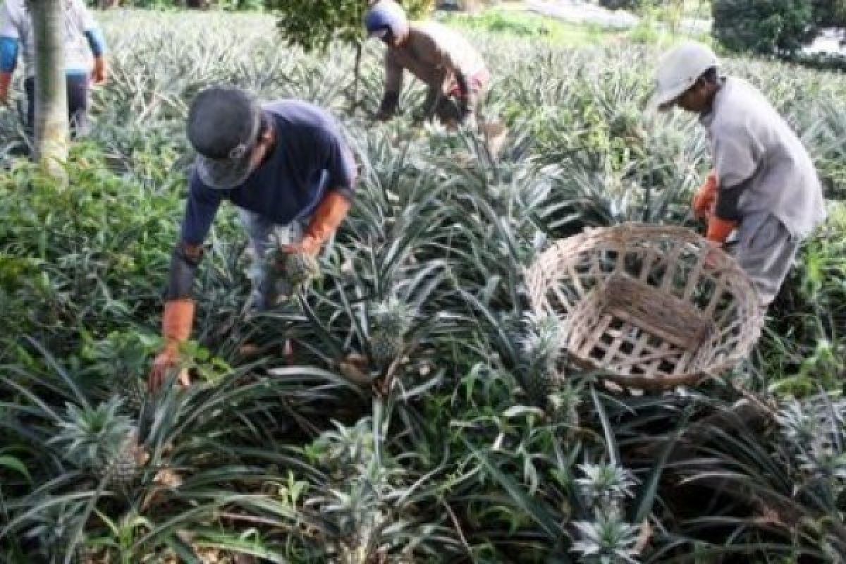Tanaman Sayuran Merapi Tertutup Abu Gunung Kelud