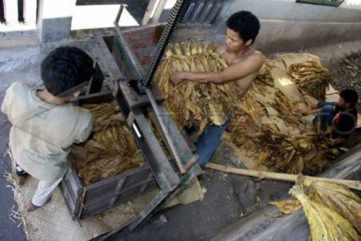 Pengepresan Tembakau PT Gudang Garam Dihentikan