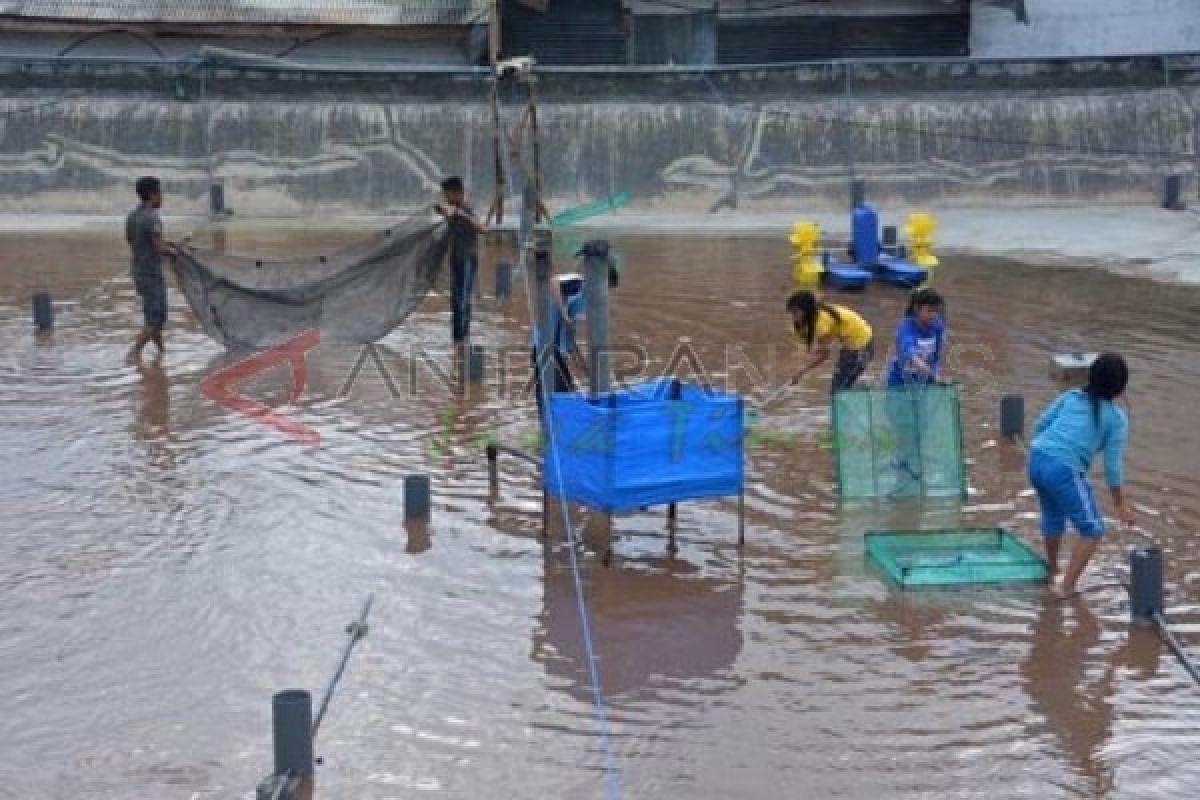 Petambak Lamongan Rugi Rp1 Miliar Akibat Banjir