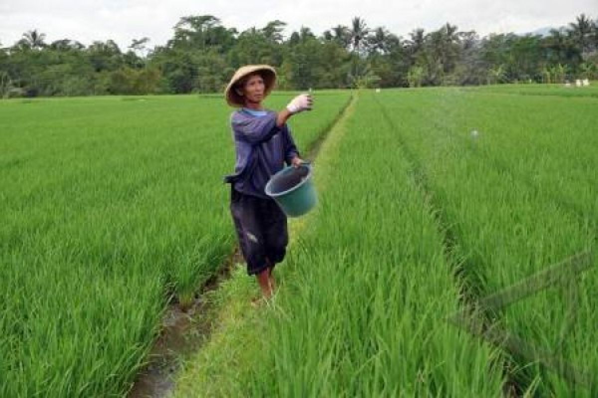 Subsidi Pupuk Dipangkas, Petani Tak Terpengaruh