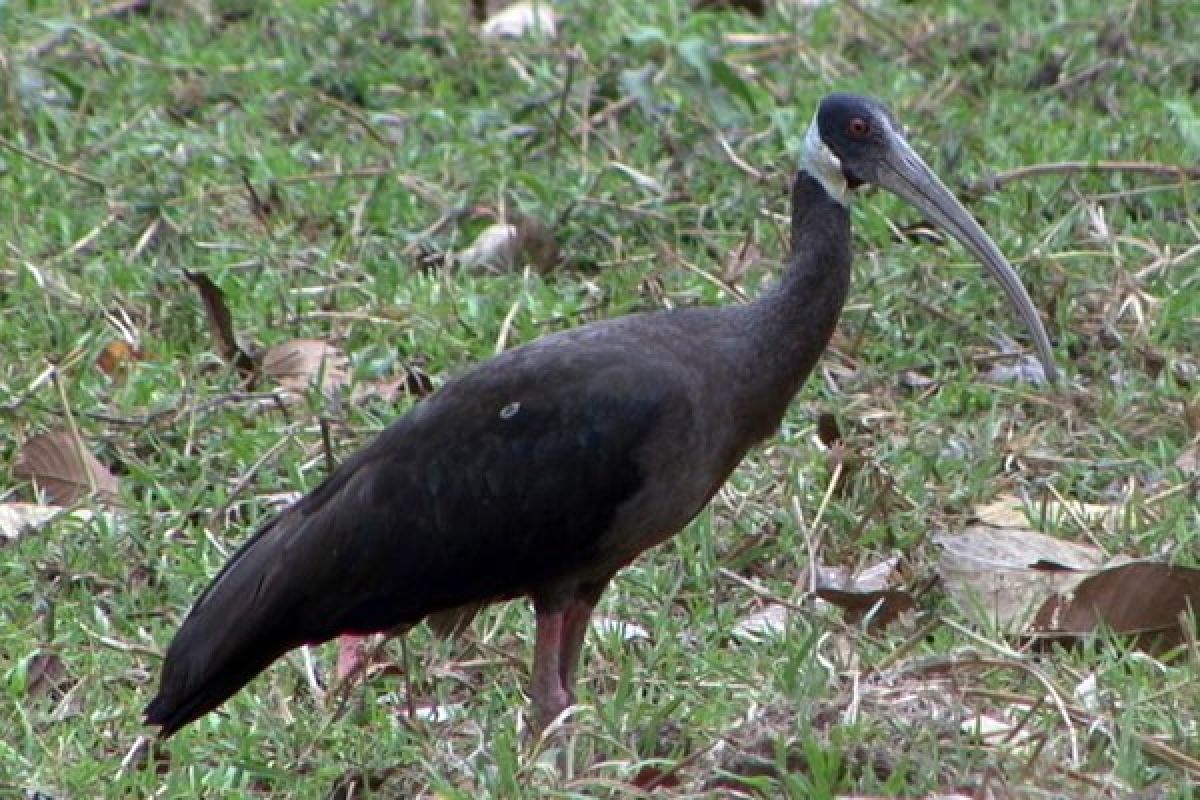 Populasi Burung Ibis Karau terancam punah