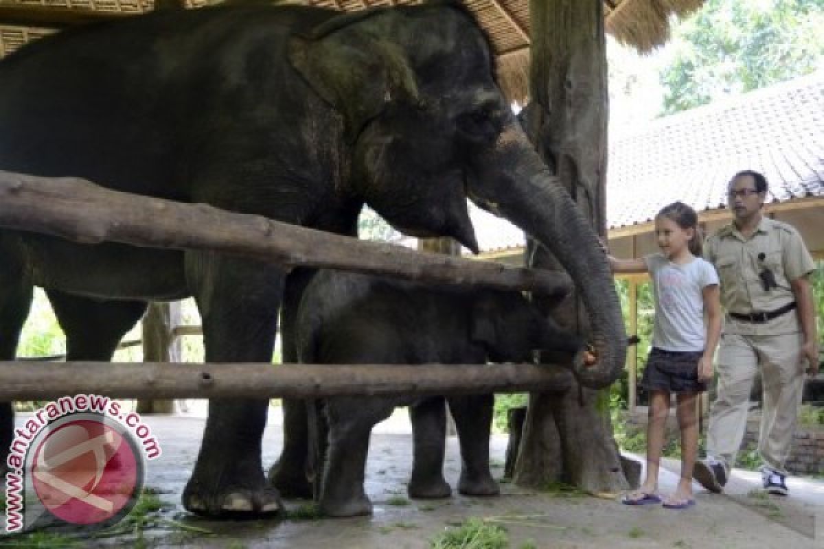 BSMP Perkenalkan Anak Satwa Langka Kepada Pengunjung  