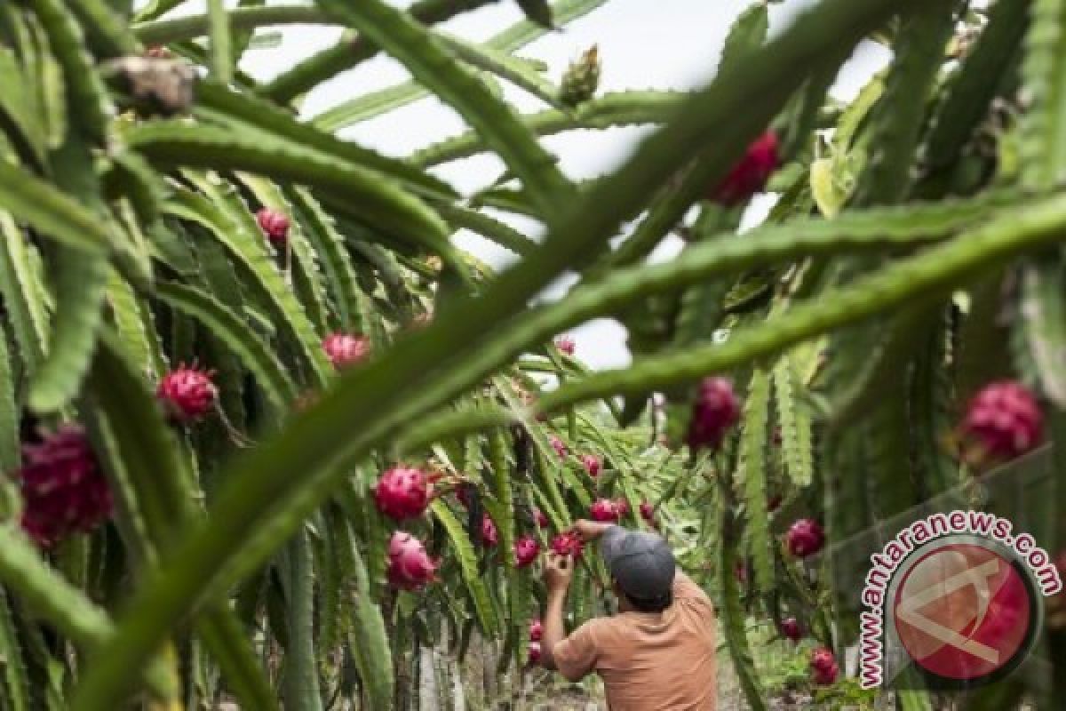 Petani buah naga perlu kelembagaan khusus