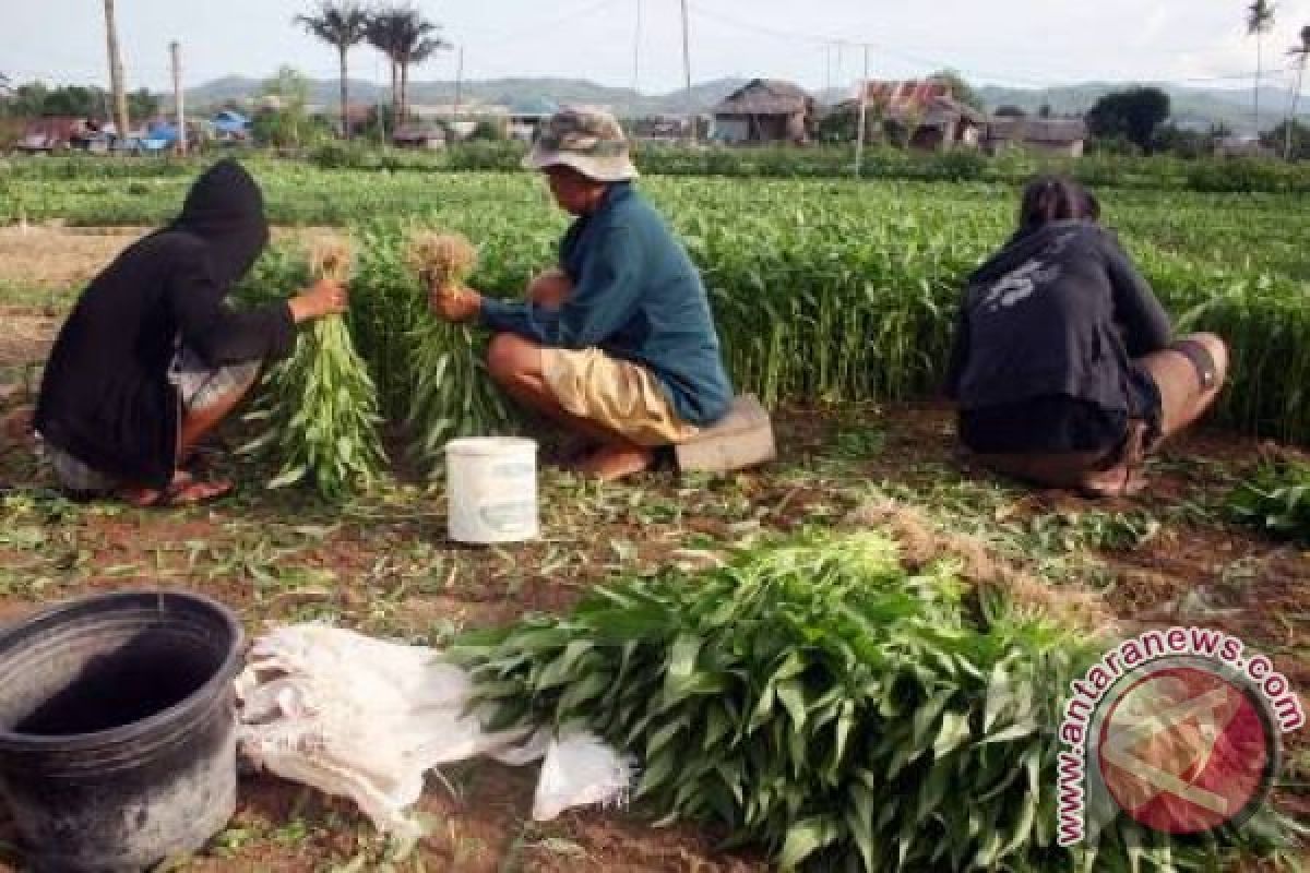 Kabupaten Bogor Sentra Produksi Kangkung Unggul 