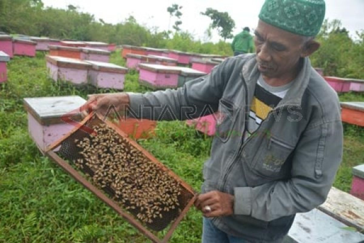 Hari Lebah Dunia Dirayakan