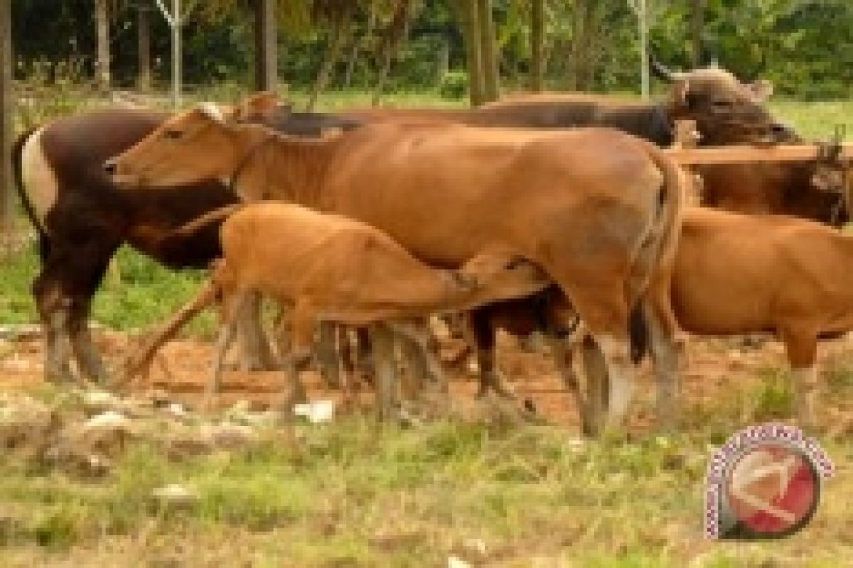 Swasembada Daging Penajam Bisa Diwujudkan Melalui SPR Trunen