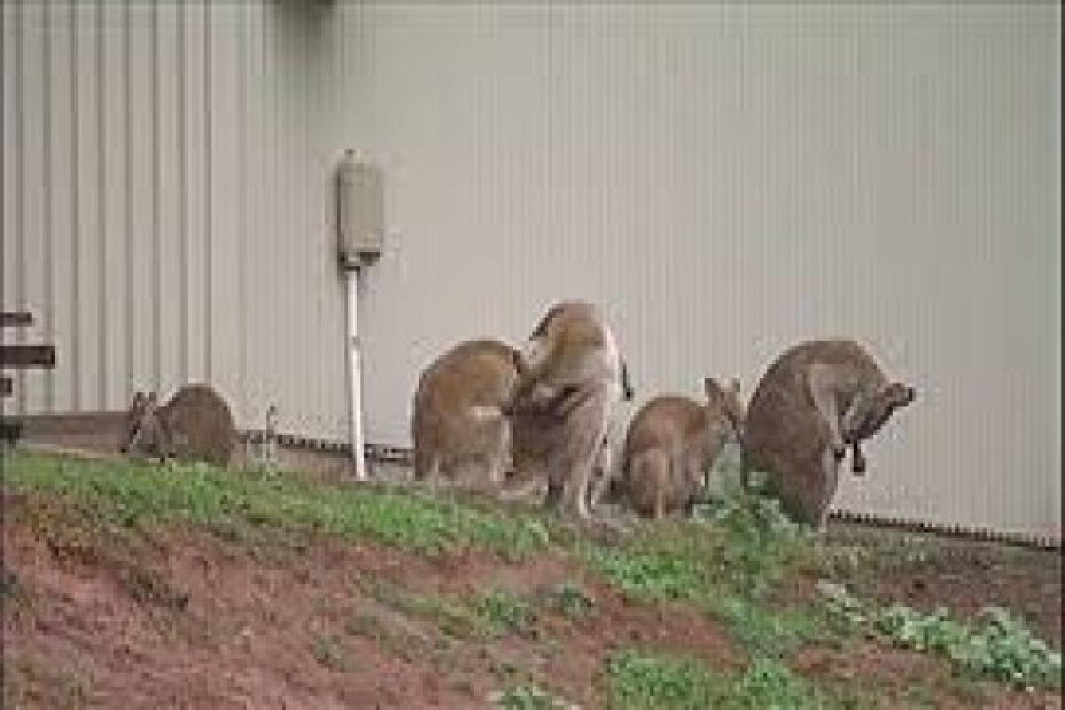 Queensland town plagued by Wallabies