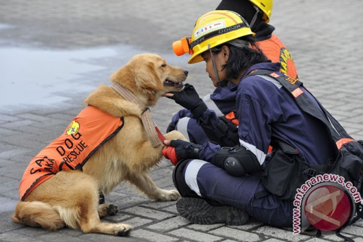 Anjing juga bisa cemburu