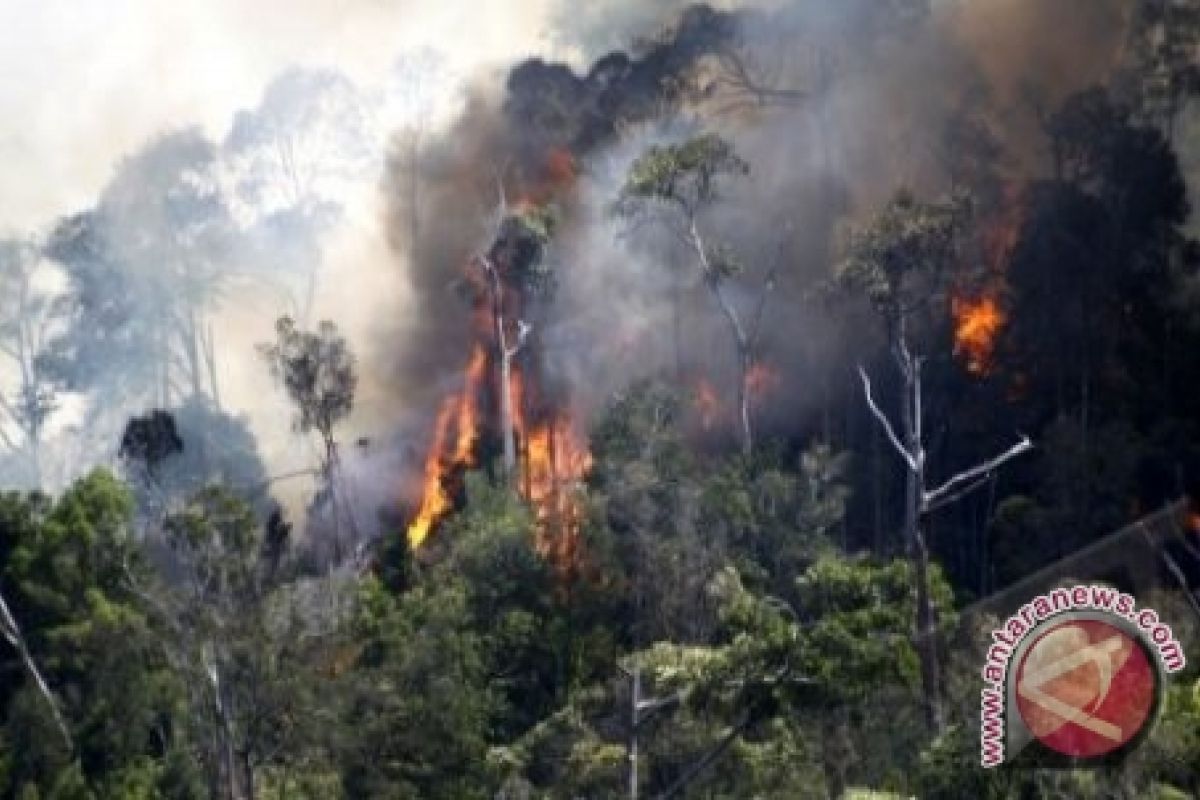 Wapres Boediono pimpin rapat penanganan kebakaran hutan 