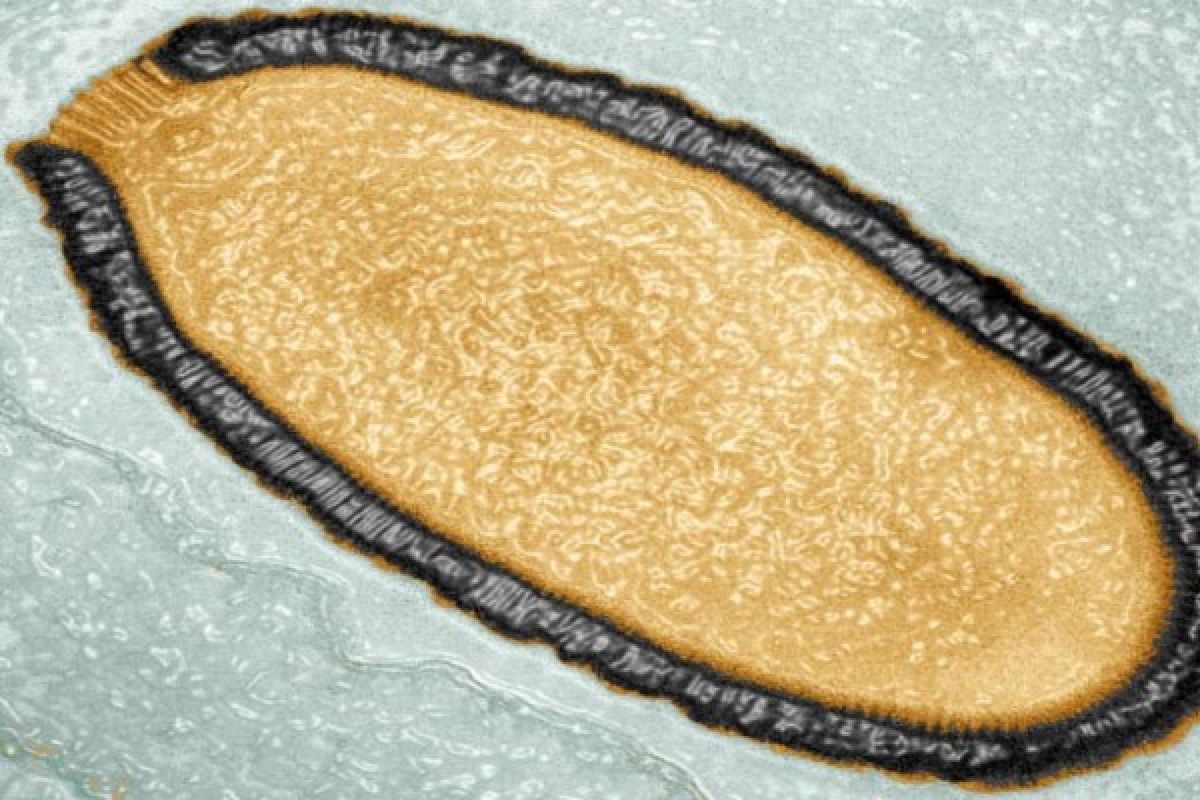 Virus raksasa dihidupkan lagi dari es berusia 30.000 tahun