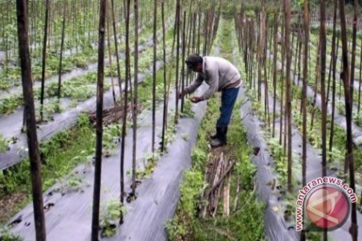 Petani padi beralih menanam sayur