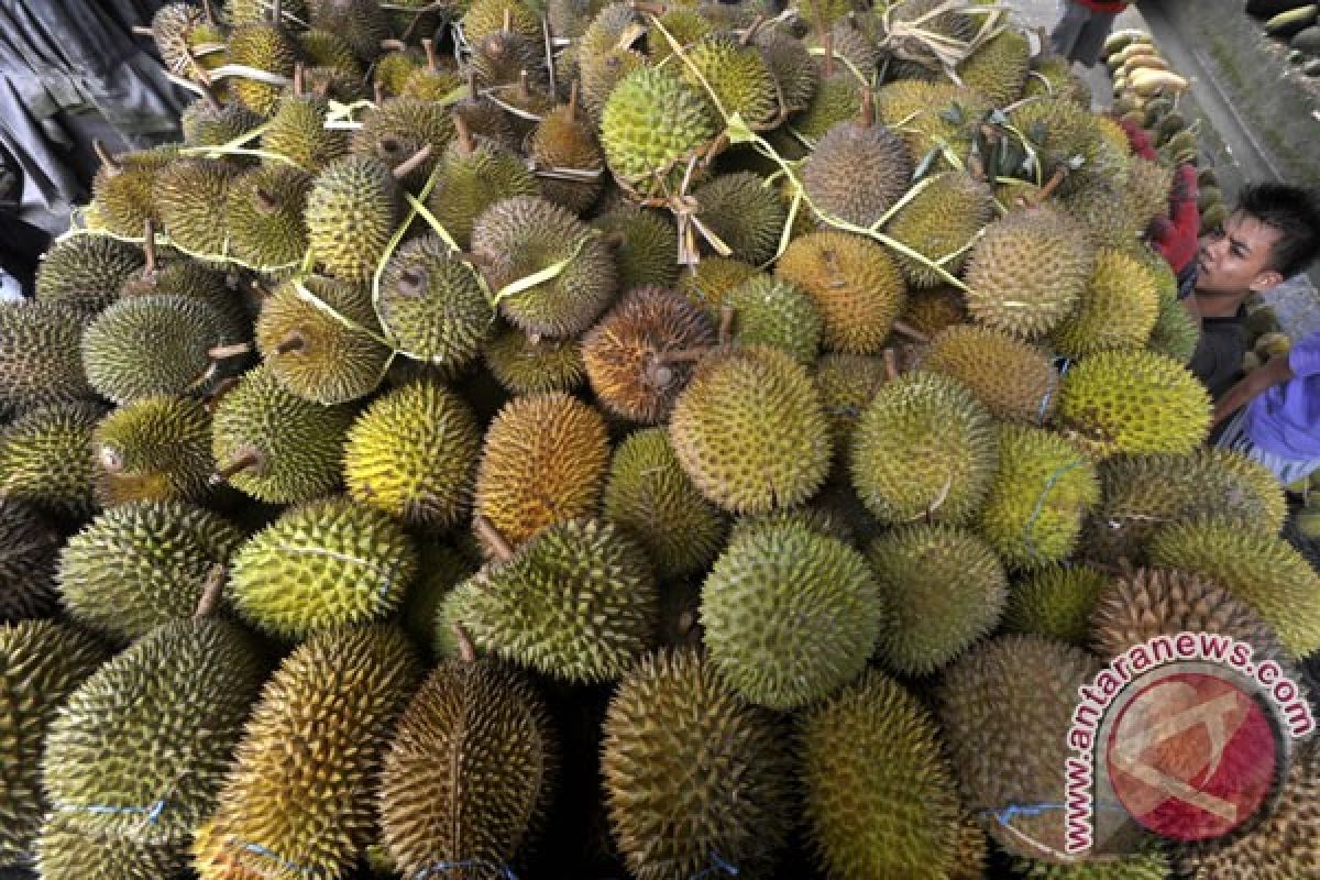 Kontes durian unggulan tumbuhkan kecintaan buah lokal