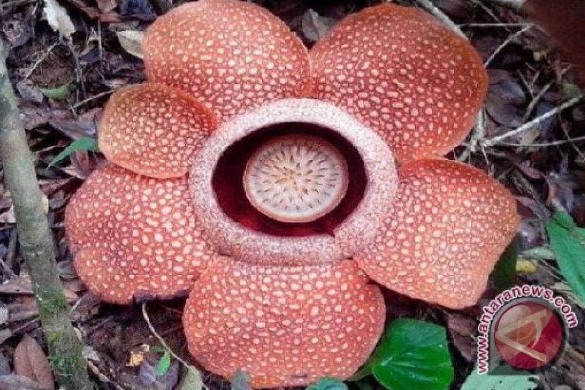 Rafflesia Berkelopak Enam Mekar Di Bengkulu Tengah