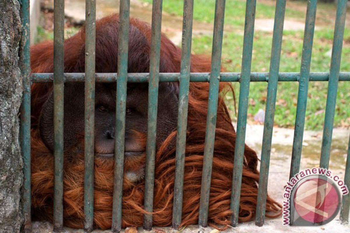 Satu orangutan TMSBK Bukittinggi mati