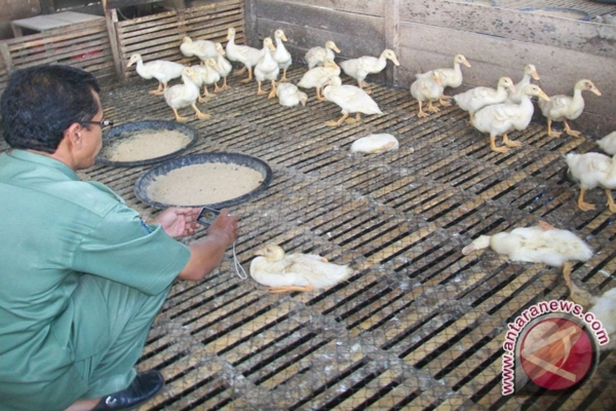  Banjarmasin Blokir Unggas Asal Pengambangan 