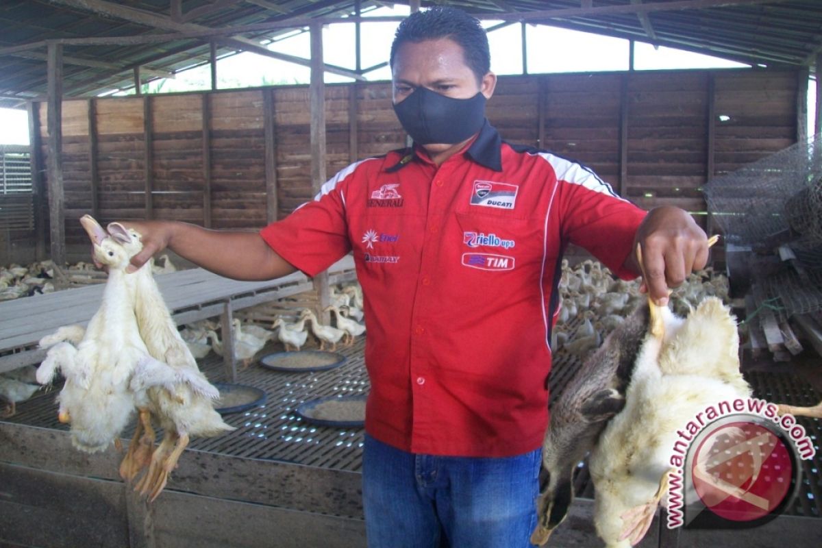 Sampel Itik Mati Dikirimkan ke Laboratorium