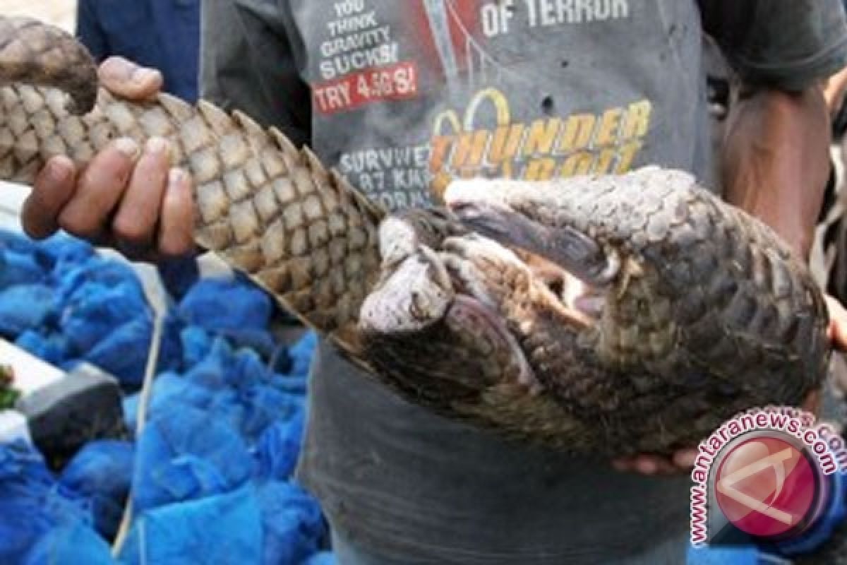 BKSDA : 500 Kilogram Daging Trenggiling Belum Dikirim 