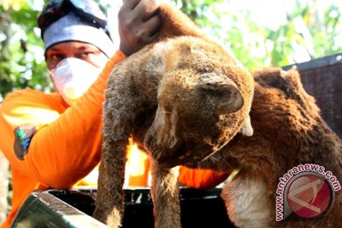 Kucing emas masuk rumah warga Aceh Barat