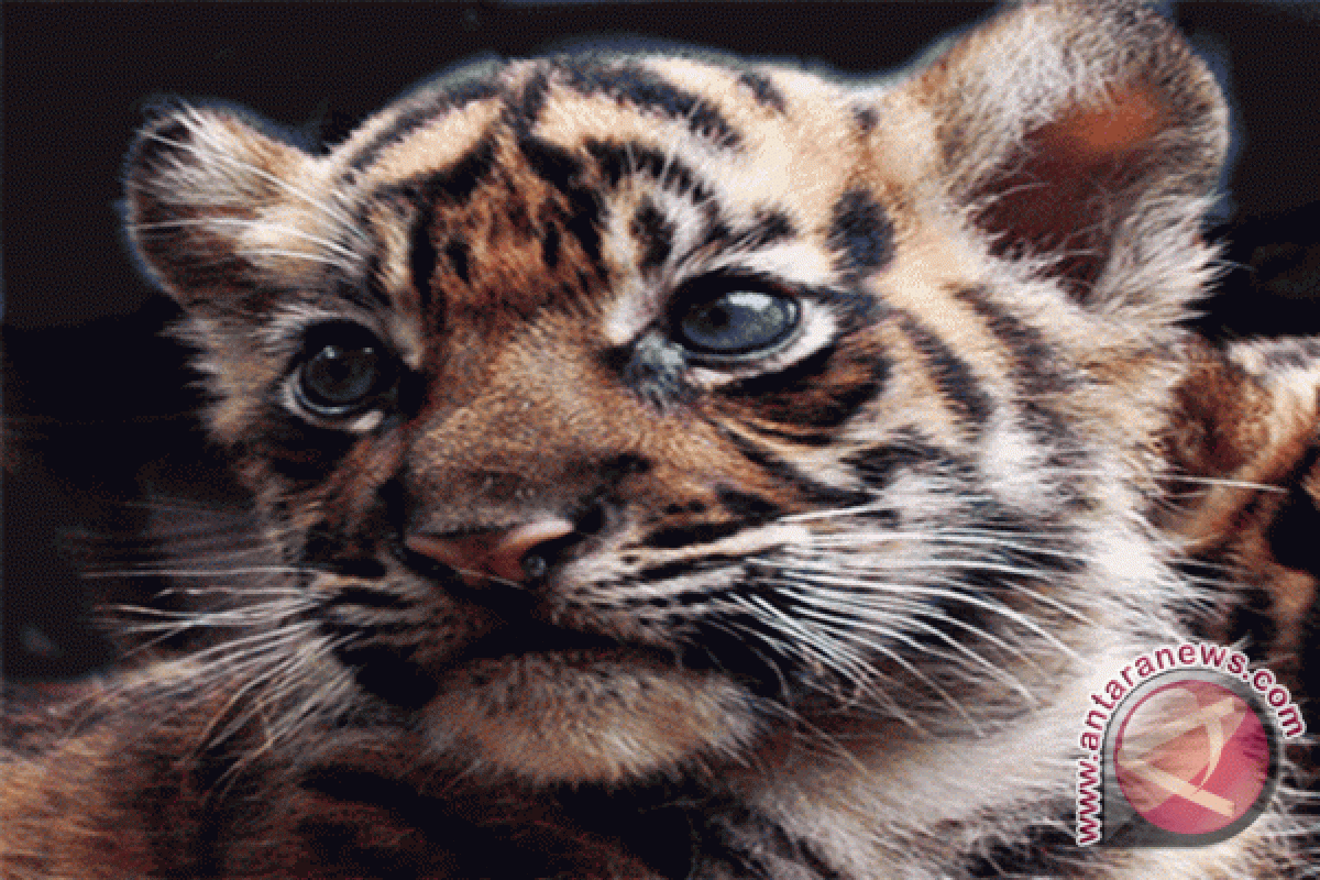  Kebun Binatang London Sambut Tiga Bayi Harimau Sumatera