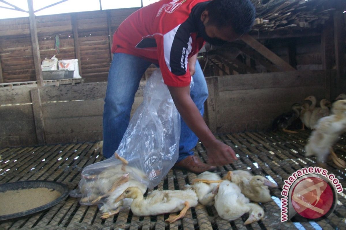 Hulu Sungai Selatan Nyatakan Bebas Flu Burung 