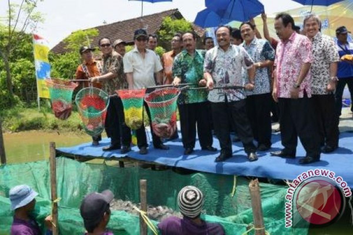 Budidaya Lele Perkuat Ekonomi Jateng