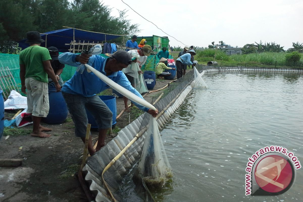 Penindakan tambak udang Bantul tunggu Perda Zonasi 