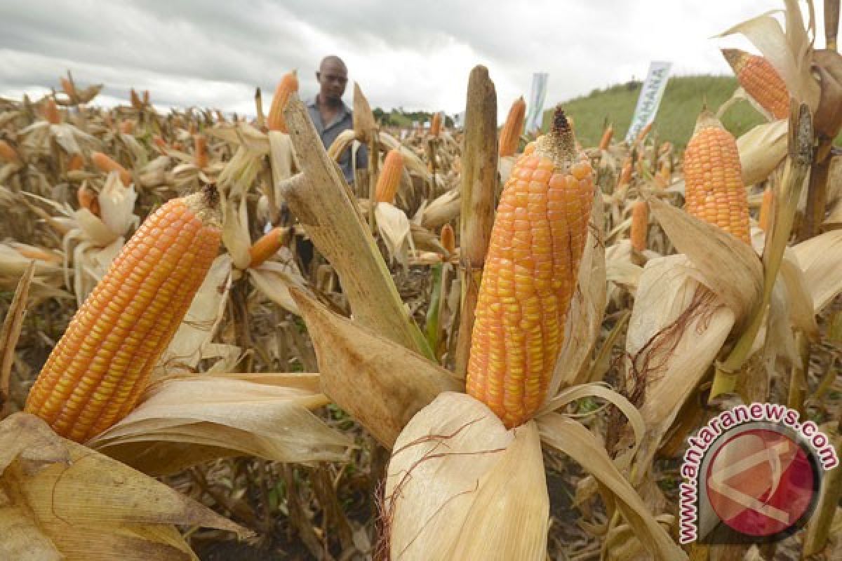 Pemerintah diminta membeli jagung hasil produksi petani