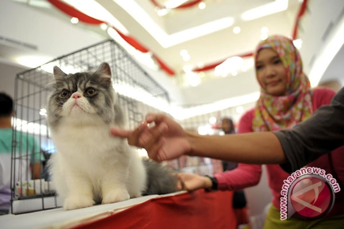 Studi: jenggot bantu hewan deteksi arah angin