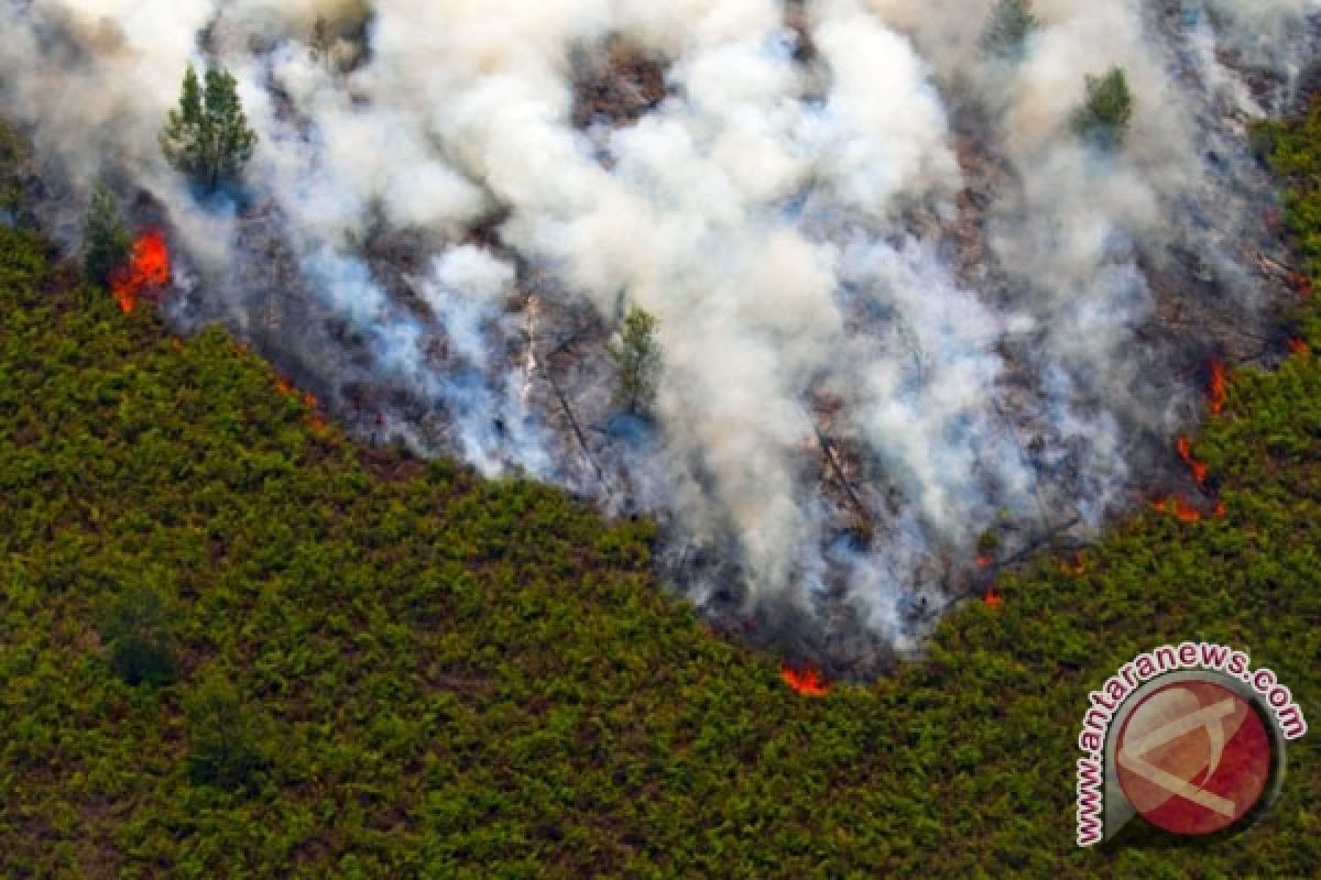BKSDA : 129,7 Hektare Lahan TN Sebangau Terbakar