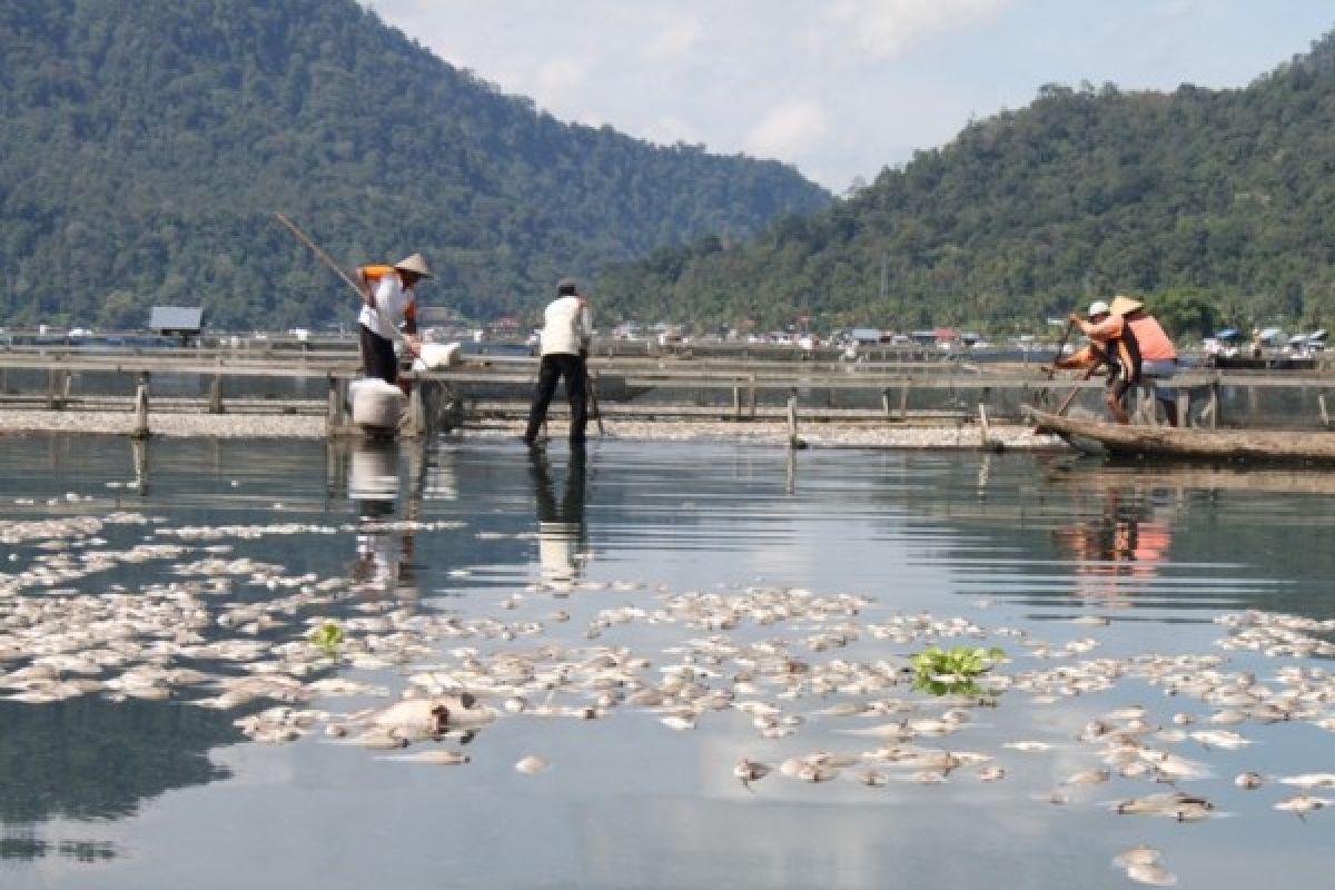 DKP Beri Peringatan Petani Keramba Danau Maninjau 