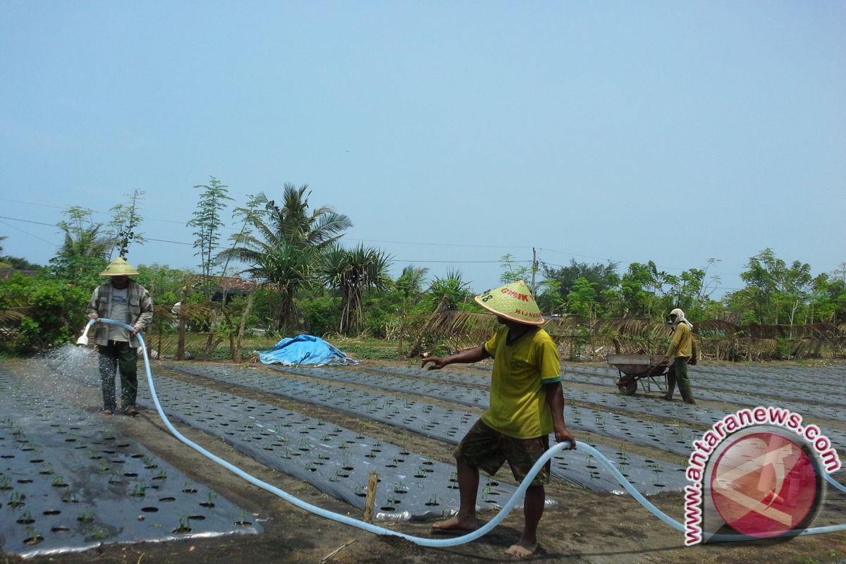 Balitbang Pertanian Yogyakarta serahkan bantuan bibit cabai