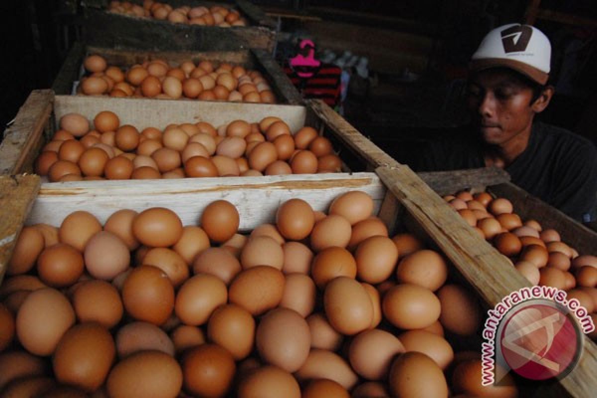 Telur Malaysia lebih murah, pedagang rugi