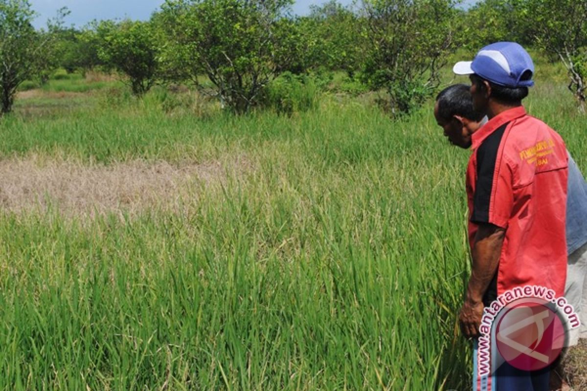 Petani Banjar keluhkan serangan wereng duduk